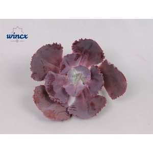 Echeveria crenulata cutflower wincx-16cm