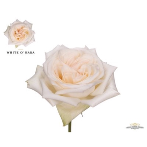 Rosa la garden white o hara (scented)