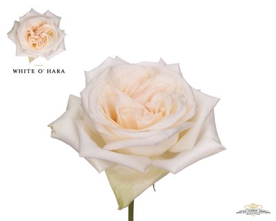 <h4>Rosa la garden white o hara (scented)</h4>
