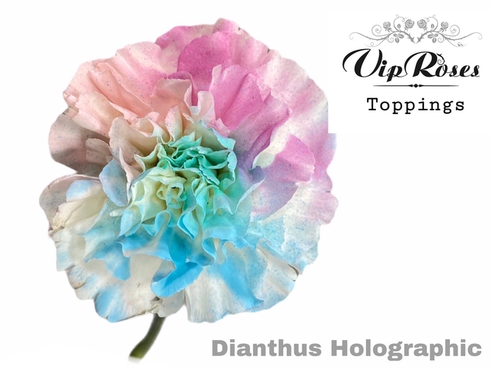 <h4>Dianthus st paint holographic pastels</h4>