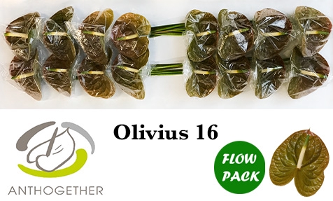 <h4>ANTH A OLIVIUS 16 Flow Pack</h4>