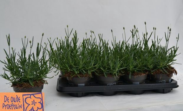 <h4>Lavandula angustifolia Aromance Blu</h4>