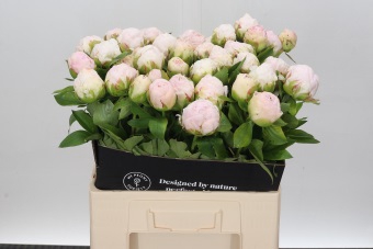 <h4>Paeonia Mothers Choice</h4>