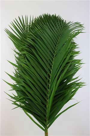 Cane Palm 120cm