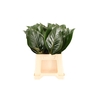 Philodendron Congo Rood