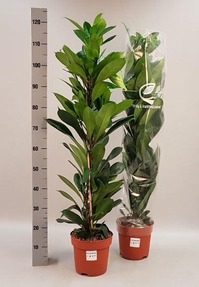 Ficus Cyathistipula 21Ø 115cm
