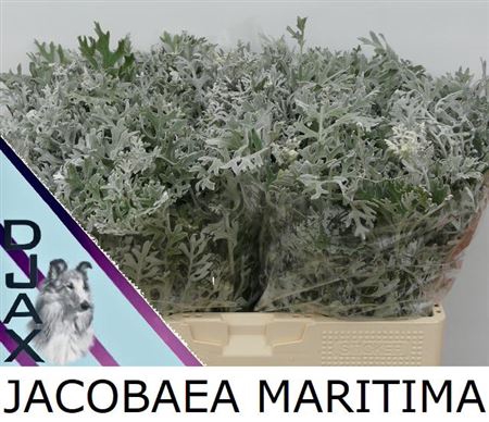 <h4>Jacobaea Maritima 55cm</h4>