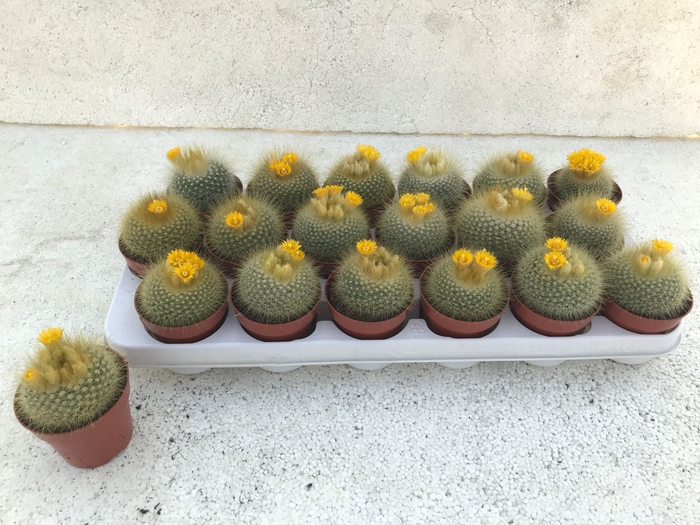 <h4>Cactus bloeiend</h4>