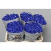 Rose painted Vendela blue