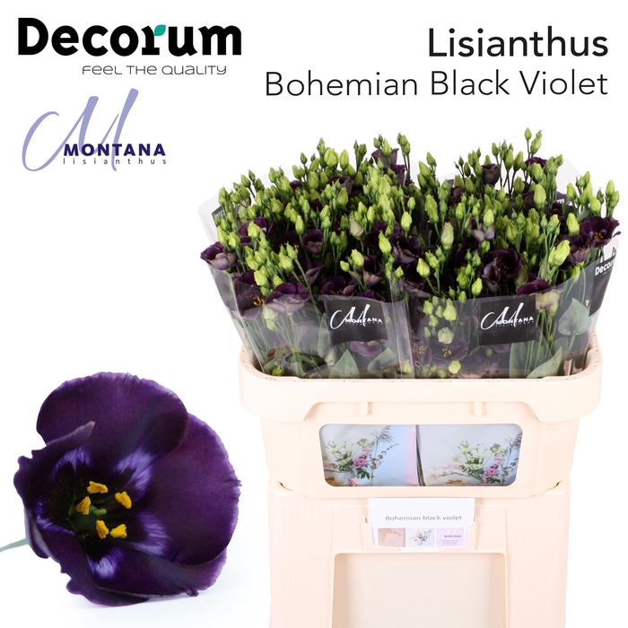 <h4>Lisianthus Bohemian Black Violet</h4>