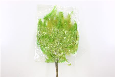 <h4>Pres Helecho Seagul 10pc L Green Bunch</h4>
