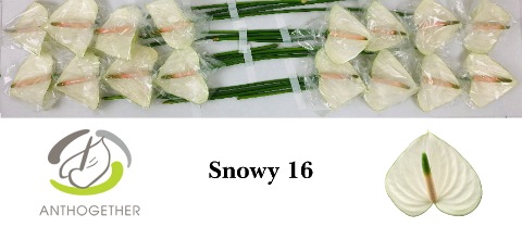 <h4>ANTH A SNOWY 16</h4>