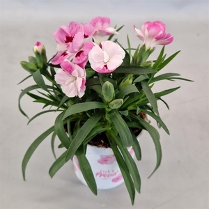 DIANTHUS MINI ANJER PINK AND PROUD 