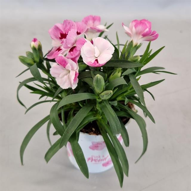 <h4>DIANTHUS MINI ANJER PINK AND PROUD </h4>