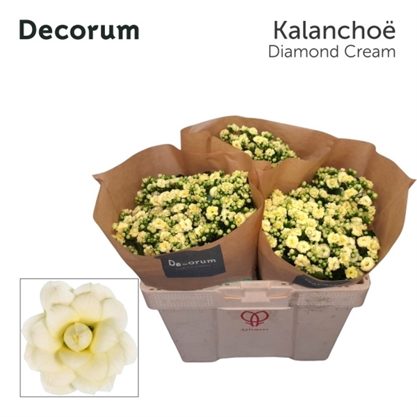 <h4>Kal Diamond Cream Decorum</h4>