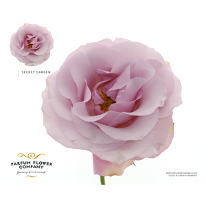 Rosa Premium Secret Garden