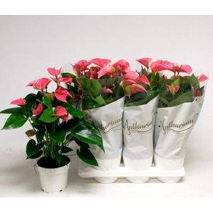 Anthurium Andreanum Pink Champion 17Ø 60cm 8+ kwiatów