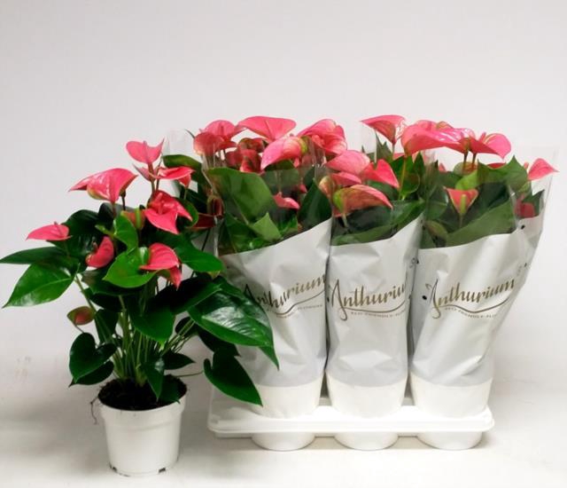 Anthurium Andreanum Pink Champion 17Ø 60cm 8+ kwiatów