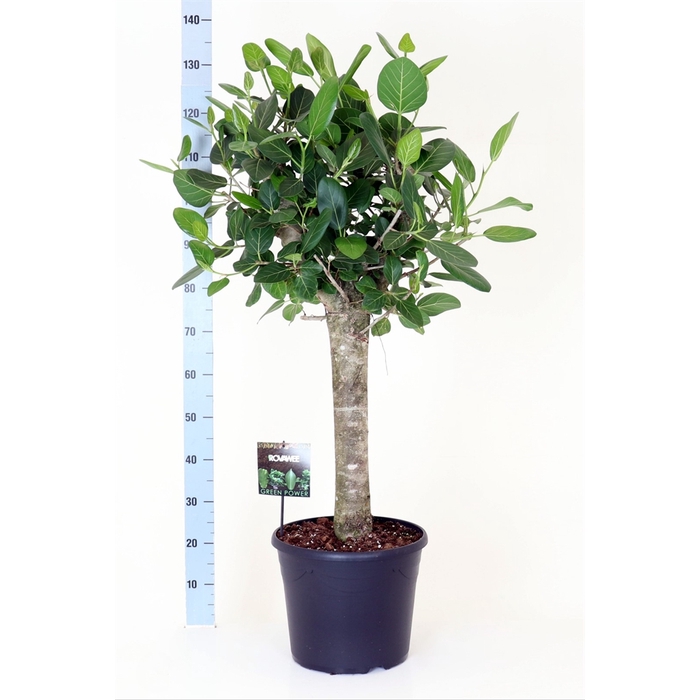 <h4>Ficus benghalensis 'Audrey'</h4>