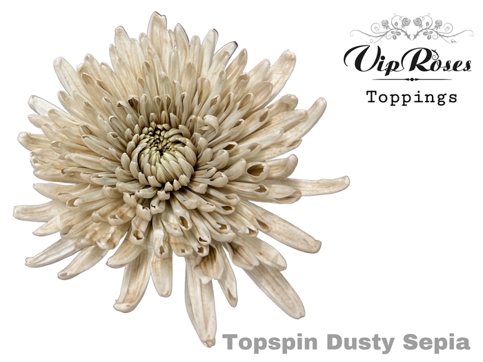 <h4>Chrys bl paint topspin sepia</h4>