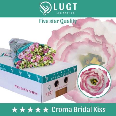<h4>Lisianthus do croma bridal kiss</h4>