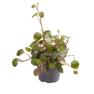 Peperomia Pepperspot 6Ø 12cm