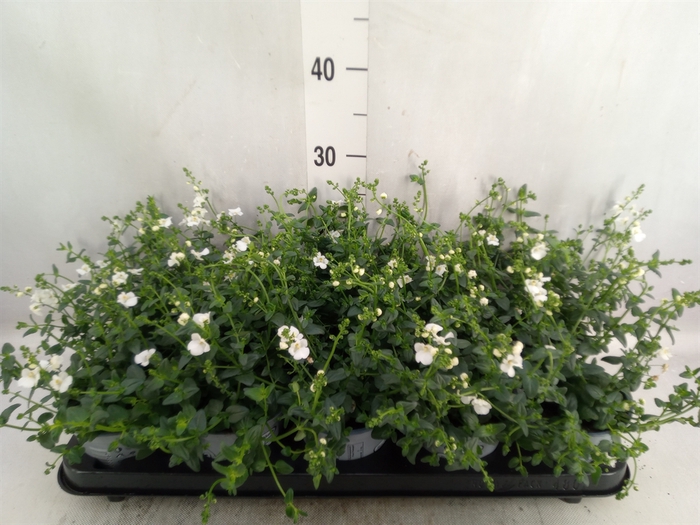 <h4>Diascia barberae</h4>