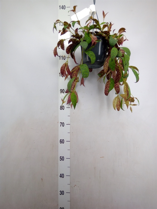 Aeschynanthus marmoratus