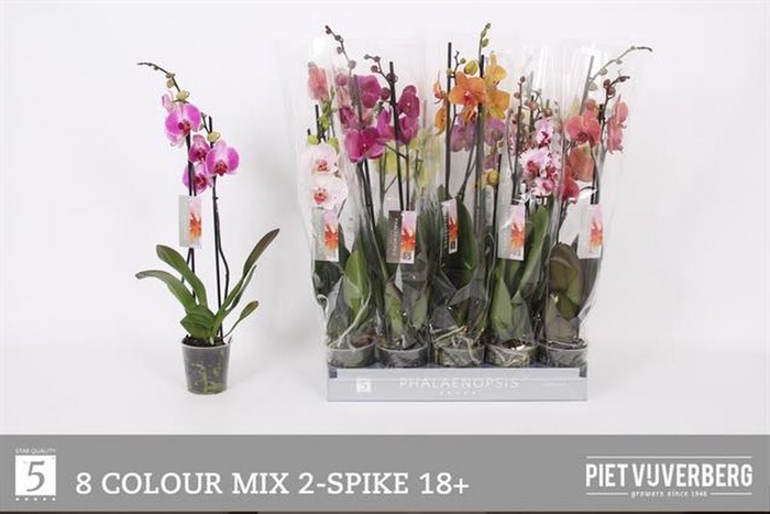 <h4>Phalaenopsis Mixed (2-Spike)</h4>