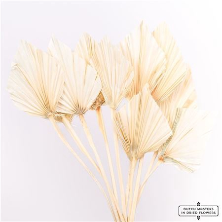 <h4>Dried Palm Spear 10pc Bleached Bunch</h4>