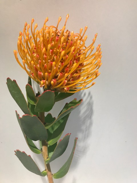 Leucospermum Soleil