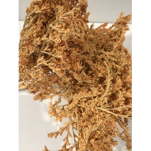 DRIED FLOWERS - STATICE TATARICA 100gr CORAL MISTY