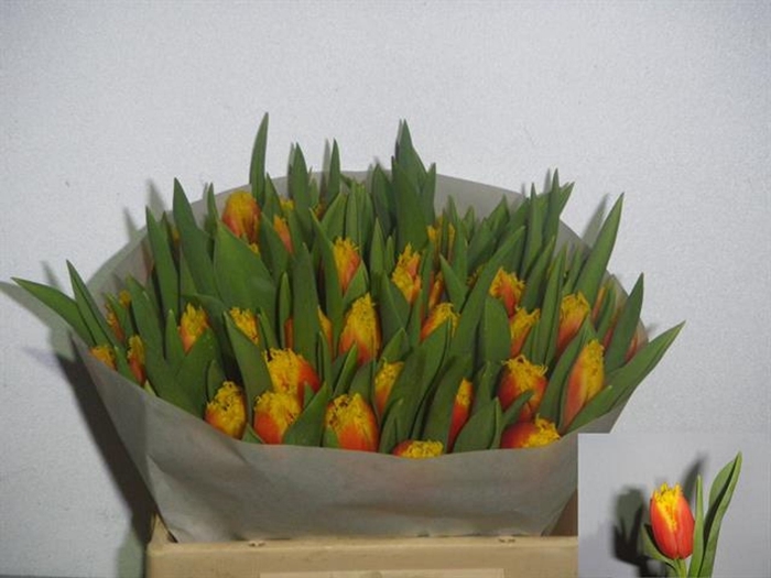 <h4>Tulipa (Fri. Davenport</h4>