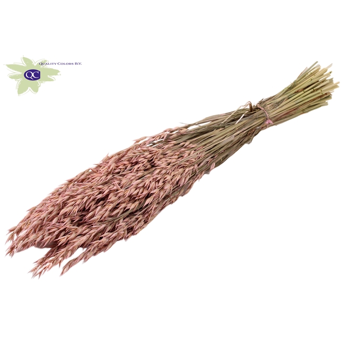 <h4>Avena per bunch Frosted Pink</h4>