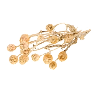 DRIED FLOWERS - MUIRII BRANCH BLEACHED WH