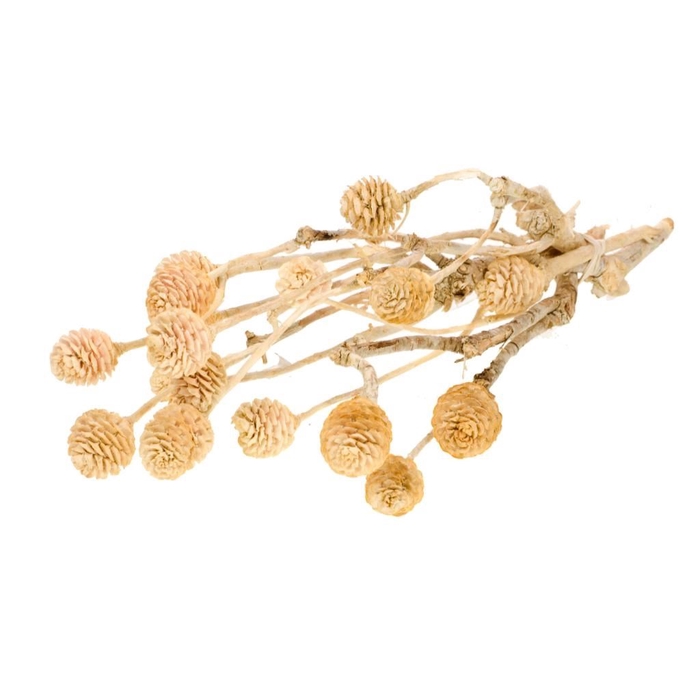 <h4>DRIED FLOWERS - MUIRII BRANCH BLEACHED WH</h4>