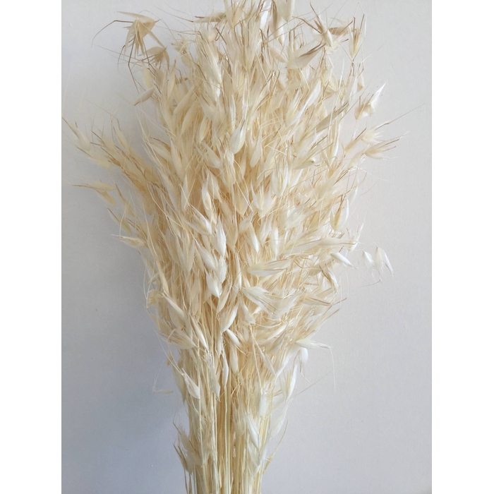 <h4>DRIED FLOWERS - AVENA WILD HAVER BLEACHED 100GR</h4>