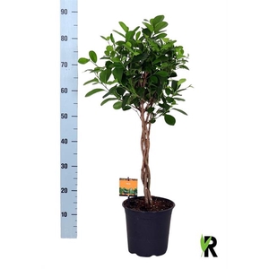 Ficus Microcapra Moclame 21Ø 90cm 4pp