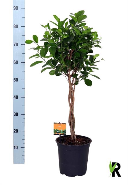 Ficus Microcapra Moclame 21Ø 90cm 4pp
