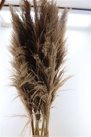 <h4>Dried Cortaderia Zaquara 180cm Nat Brown P. Stem</h4>