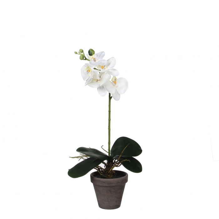 <h4>Kunstplanten Pot Phalaenopsis d11/13*48cm</h4>