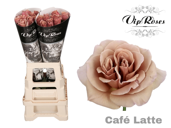 <h4>Rosa la cafe latte</h4>