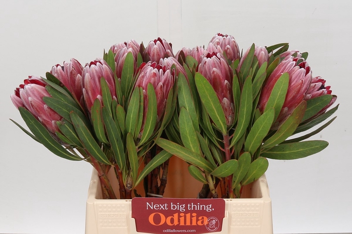 <h4>Protea pink ice</h4>