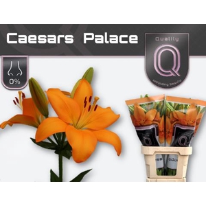 Li La Caesars Palace