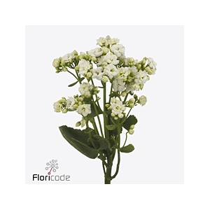 Kalanchoe crystal white meadow