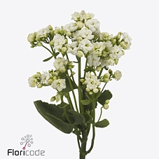 <h4>Kalanchoe crystal white meadow</h4>
