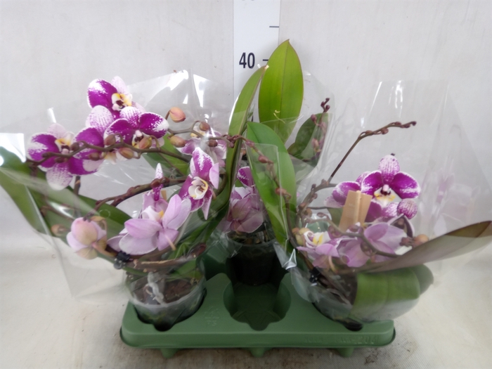 <h4>Phalaenopsis  'Muse White Special'</h4>