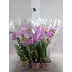 Phalaenopsis multi.   ...lilac