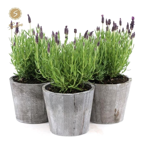 Lavandula st. 'Anouk'® Collection P12 in Wood