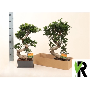 Ficus mi Ginseng 25Ø 65cm 1pp